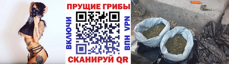 закладки  Кинешма  Галлюциногенные грибы Psilocybe 